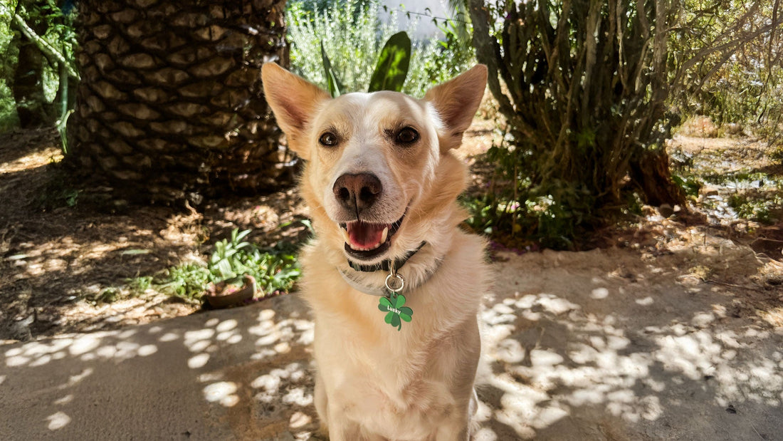 Lucky: la storia di un cane che ci ricorda perché dobbiamo prenderci cura di loro