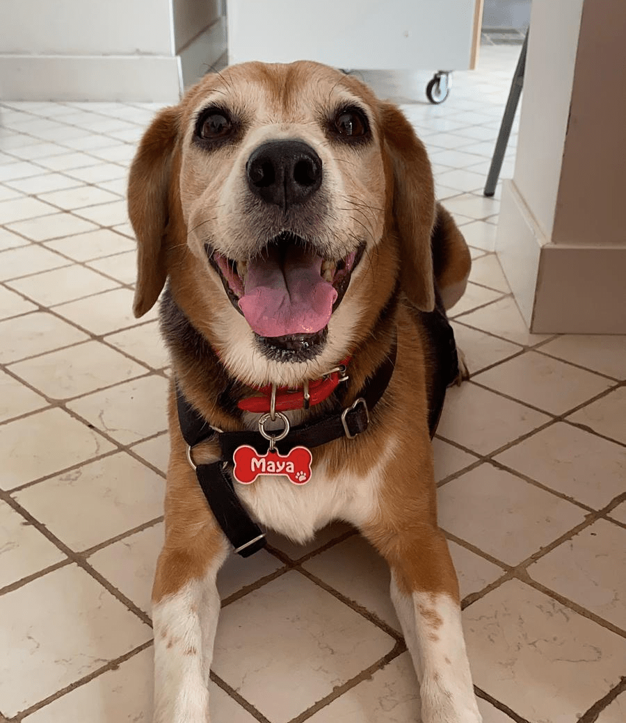 Medagliette cane - Zampettiamo