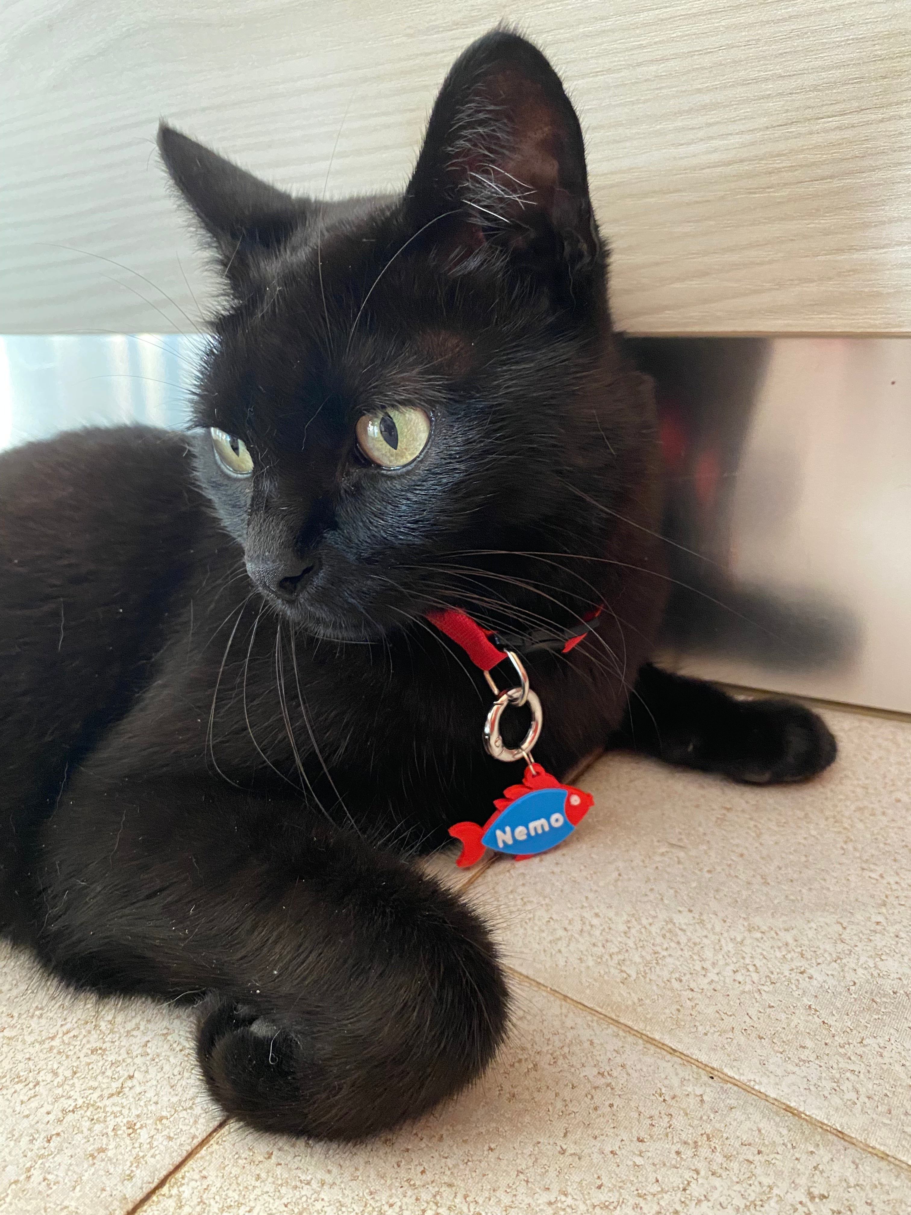 Medagliette gatto - Zampettiamo