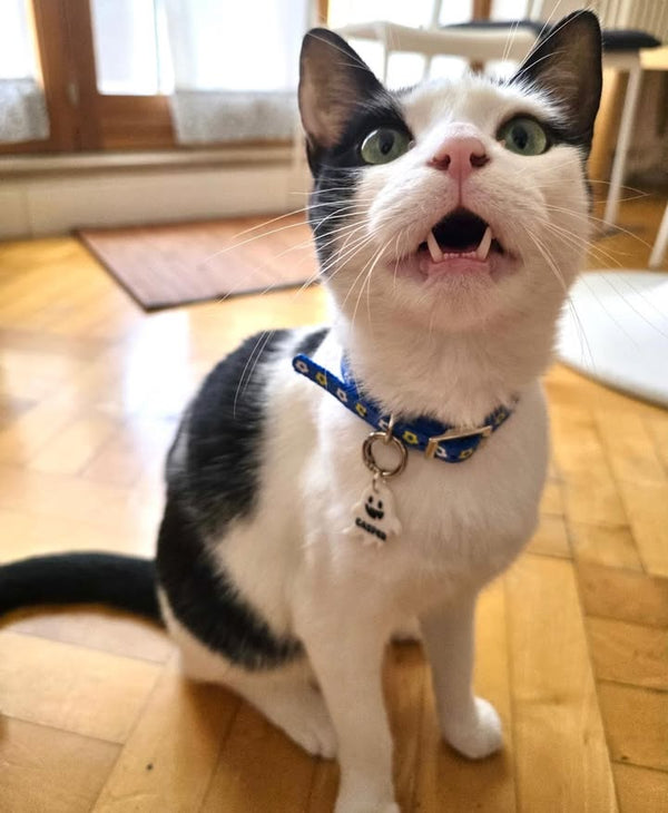 Gatto