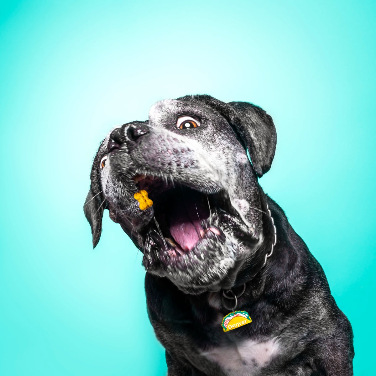 Dog with Zampettiamo tag on a turquoise background